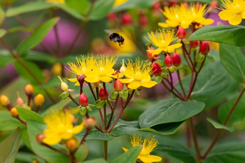 St. John's Wort with flowers and fruit after flowering