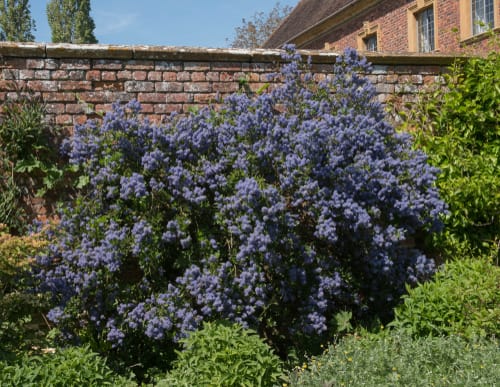Stunning Ceanothus shrub