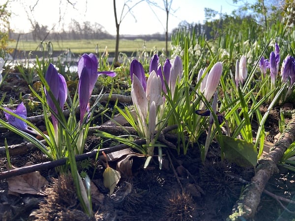 Stunning Crocus flowering along river walk in south wales