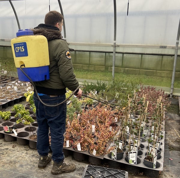 Using Cooper Pegler CP15 knapsack sprayer to spray pesticides on shrubs to control pests