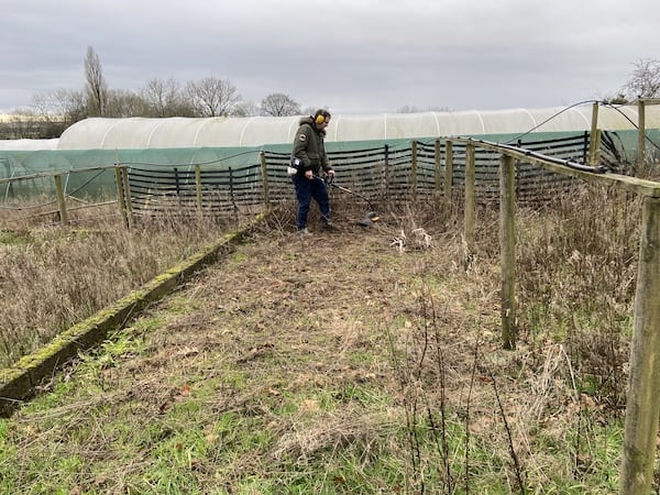 strimming long grass and weeds with Before strimming with the McCulloch strimmer