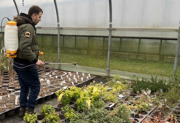 Spraying shrubs with the Hozelock Plus sprayer to treat shrubs with pesticides