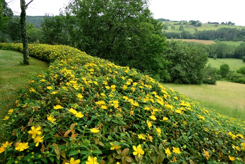 hypericum hidcote grown as a hedge