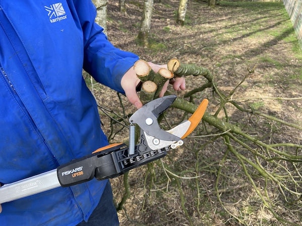 A example of branches I cut with the Fiskars PowerGear X UPX86 Telescopic Tree Pruner