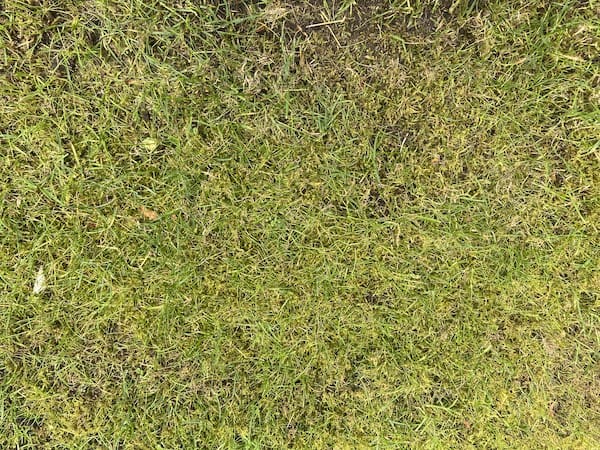 Close up of moss before treating with moss killer iron sulphate ferromel-20