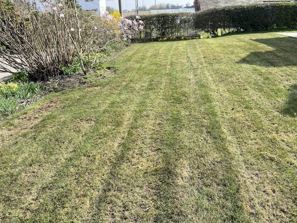 Lawn after scarifying and collecting moss by hand after raking it into piles