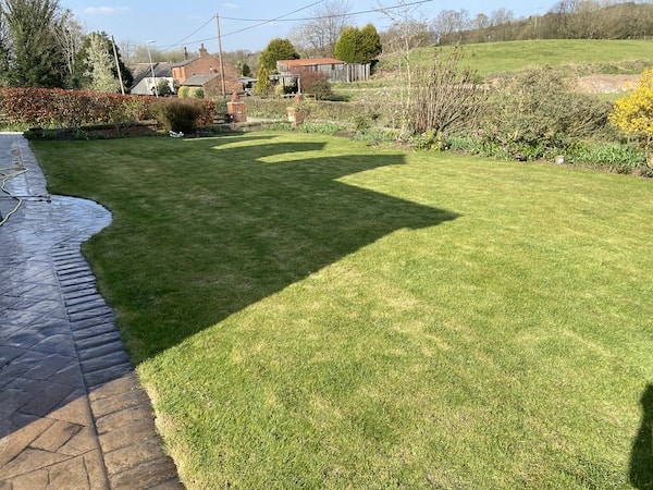Lawn full of moss in need of some treatment