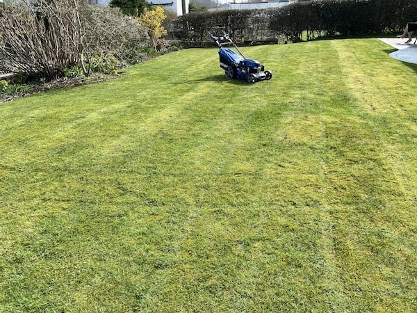 Lawn after mowing with the Hyundai self propelled lawn mower