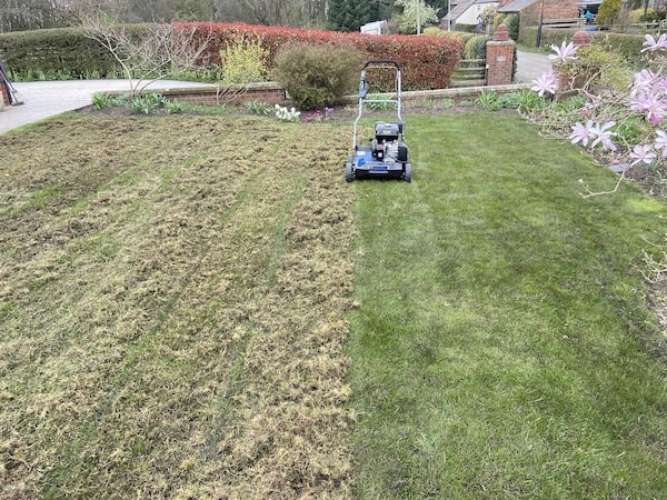 Scarifying a lawn before getting ready to apply a lawn feed