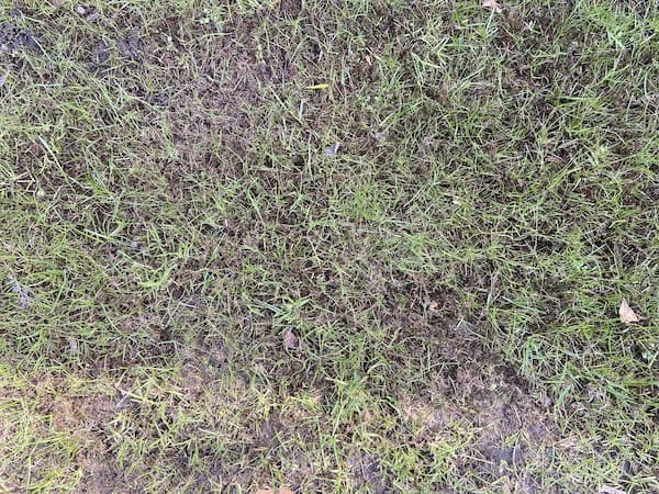Lawn after spraying with ferromel-20 sulphate of iron