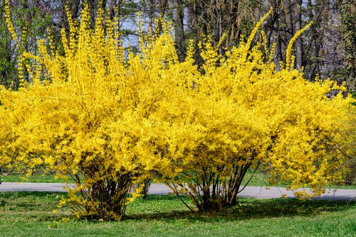 When to prune Forsythia