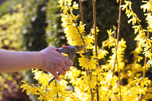 Pruning my Forsythia as its overgrown, cut back hard