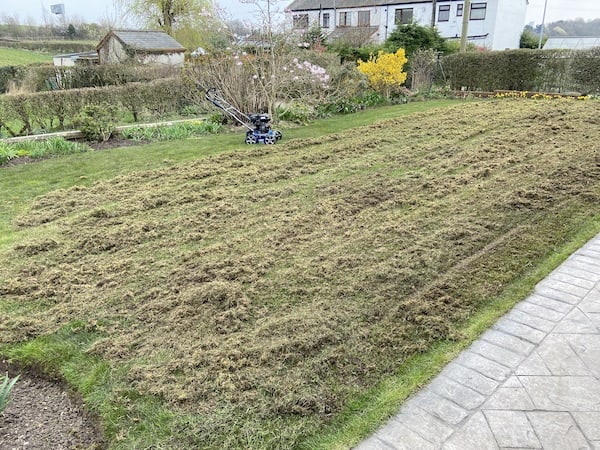 Lawn after I sprayed it with iron sulphate to kill the moss and used a petrol scarifier to remove the moss