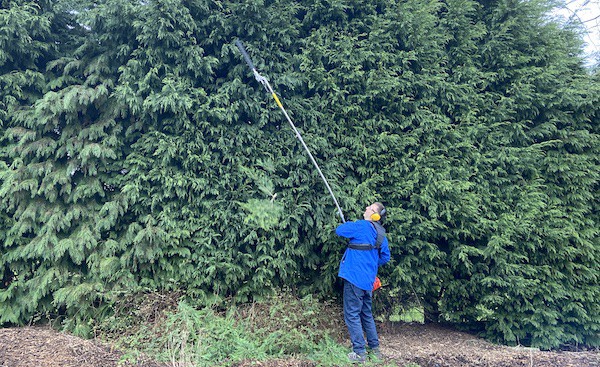 Using the BU-KO Multi tool with the extension bar and hedge trimmer to trim very tall hedges at the top of nursery