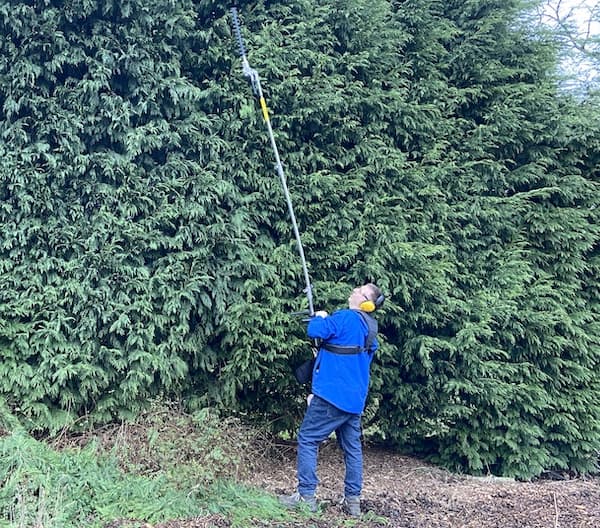 Using the BU-KO 52cc Long Reach Petrol Multi Functional Garden Tool to cut Leylandii hedge