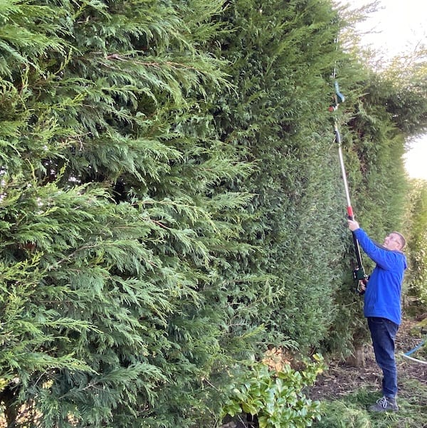 Using the cordless hedge trimmer to reach the top if very tall leylandii hedging
