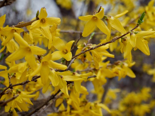 How to to prune Forsythia yo keep it a certain size