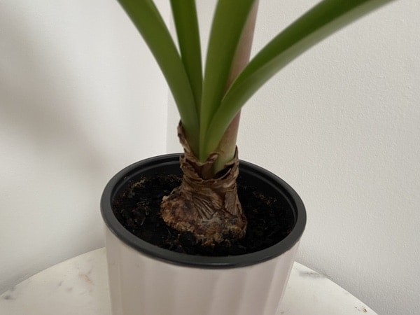 amaryllis grown in windowsills need to be rotated to stop them learning towards the window