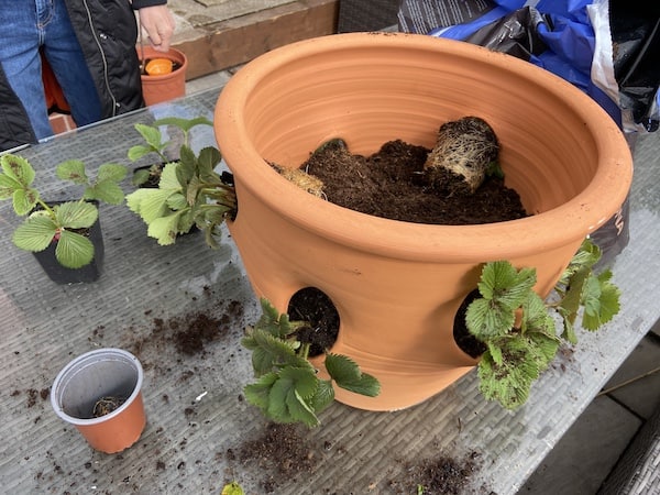 Adding more compost to the strawberry pot
