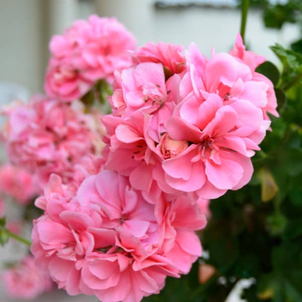 Geranium Pelargonium is one of the best hanging basket flowers. Ideal for the centre of your hanging basket.