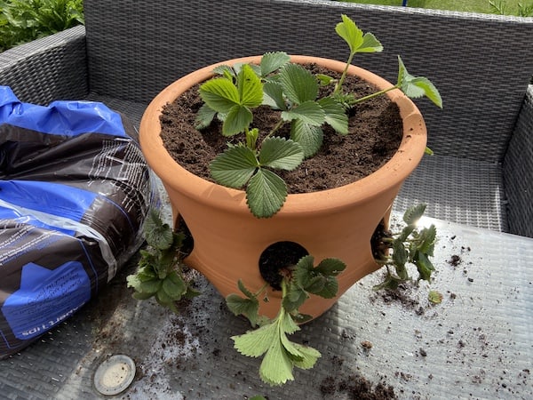 Newly planted strawberry planter