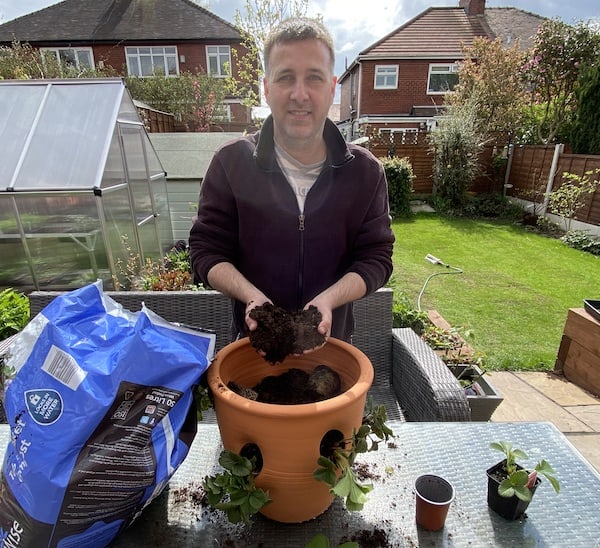 Planting a strawberry planter ideal for patios, balconies and small gardens