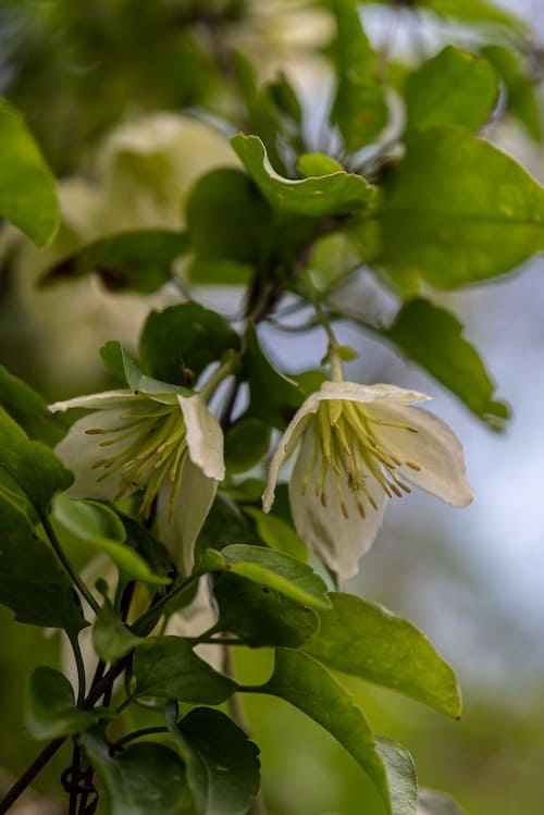 Clematis cirrhosa – ‘Freckles’