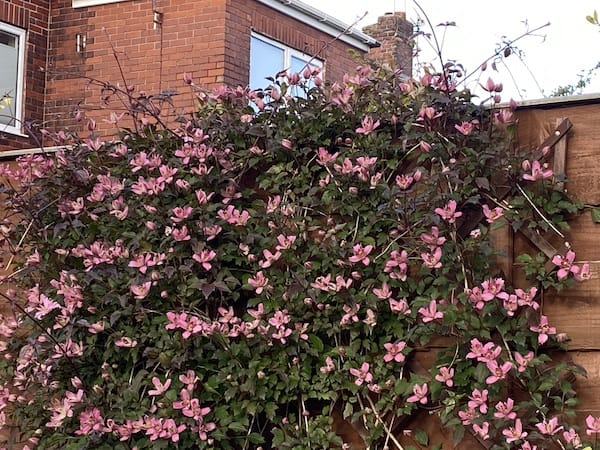 Clematis montana 'Marjorie' flowering in my garden