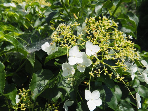 7. Climbing Hydrangea