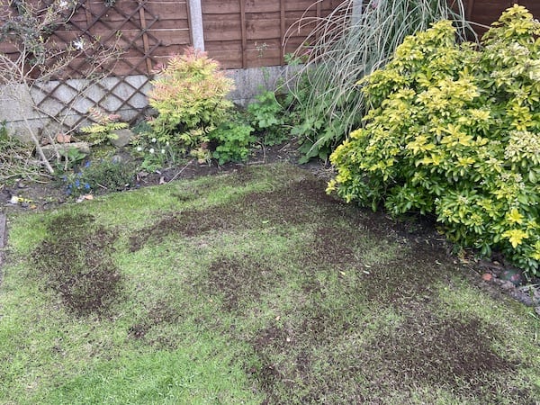 Compost spread over grass seed to help it germinate