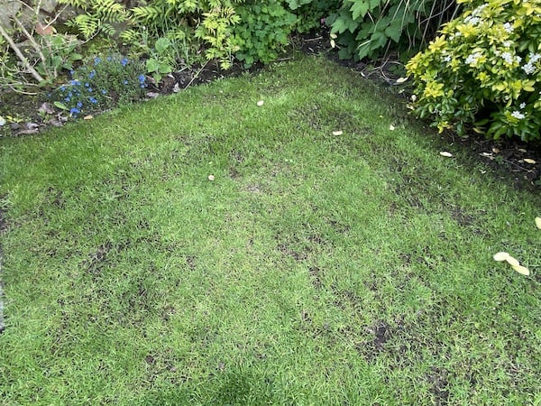 My lawn several weeks after I seeded the dead patches of my lawn