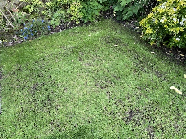 Lawn has really come on, also did a little overseeding to fill in those gaps