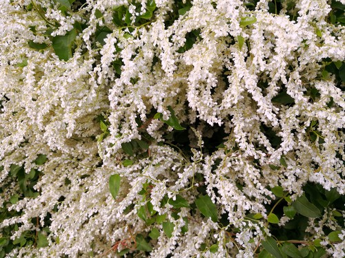 Fallopia (Mile-a-minute) a very fast growing climber