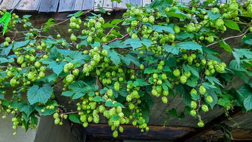 Humulus lupulus