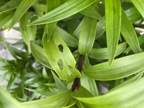 Leaves on lily that has been eat by lily beetles in my garden