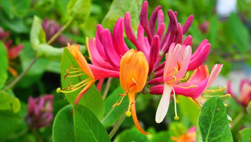 Lonicera periclymenum in flower