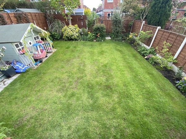 My lawn 5-6 weeks after scarifying, starting to really fill in now