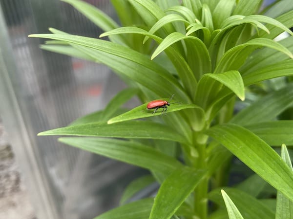 Red lily beetles will eat the leaves and cause significant damage
