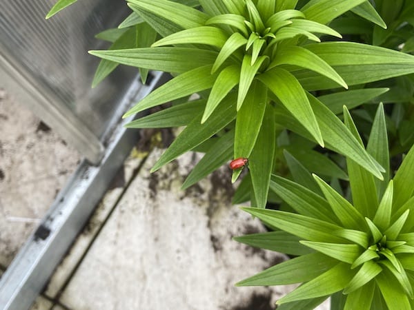 Red lily beetle which eat the leaves but will fall off onto there backs and play dead so can be hard to spot