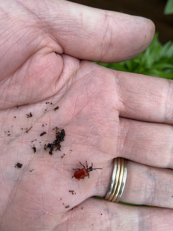 hand removing red lily beetles