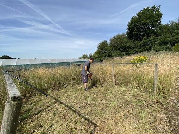 Area cleared of weeds and grass with the 18v strimmer on full power