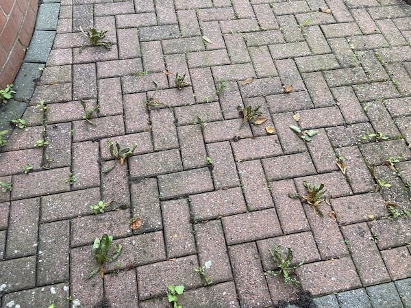 2 hours after spraying weeds and you can see the weeds starting to die