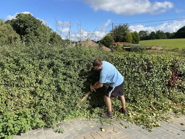 Cutting a very old established hedge with the best cordless hedge trimmer