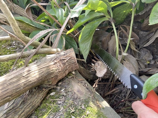 Cutting inch and half thick branches with ease with pruning saw