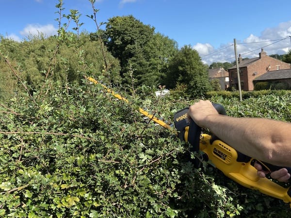 Cutting through hawthorn easily with my DeWalt 18v cordless hedge trimmer