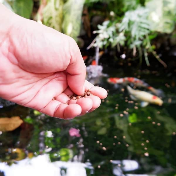 If you want to feed the fish you will probably need a pond filter