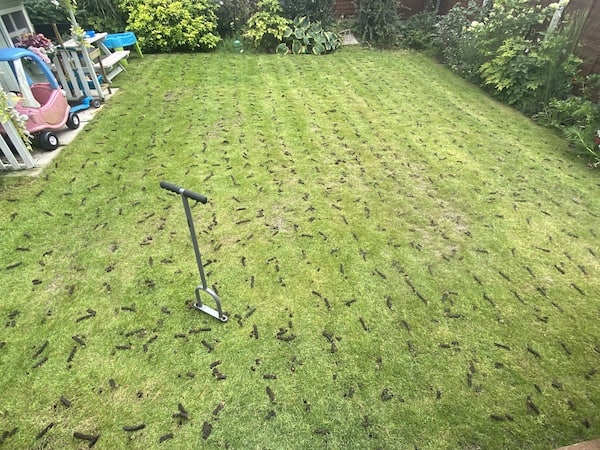 Lawn after aerating with manual aerator