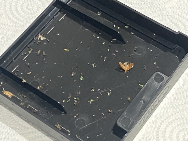 The mosquitos and bugs I killed over a couple of hours