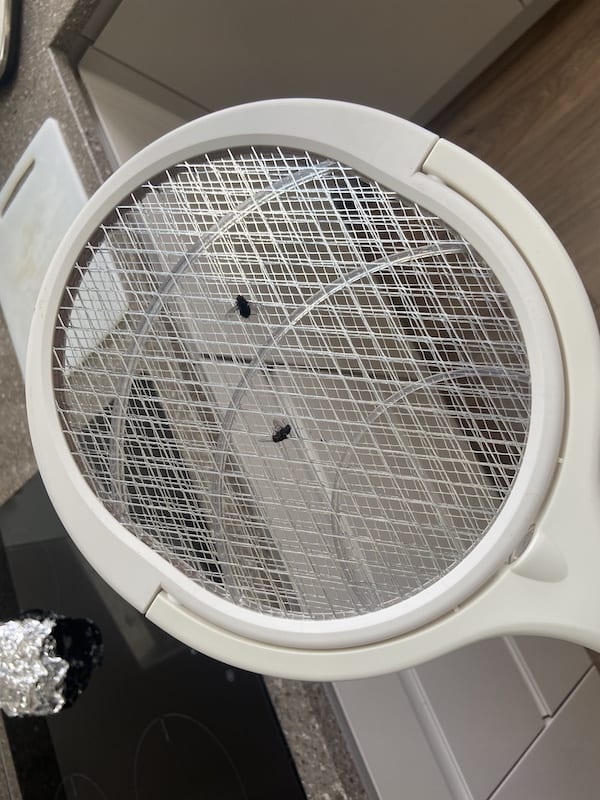 This BUGZILLA Electric Bug and Fly Zapper rachet is what I found to be the best for killing blue bottle flies