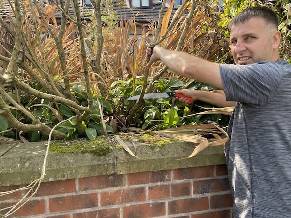 Using the Wilkinson Sword pruning saw to cut back some dead branches on large shrubs